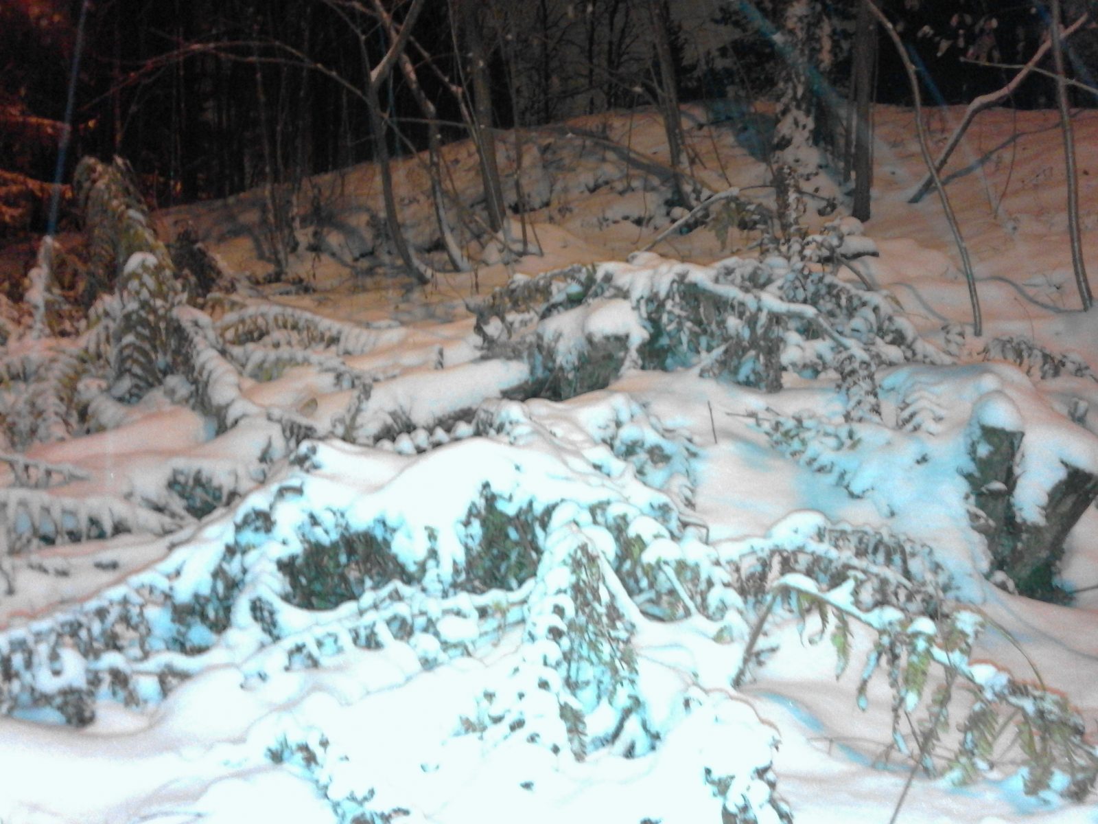 Kuvassa on talvinen metsä iltahämärässä. Kuvassa näkyy havupuita, saniaisia ja lunta.
